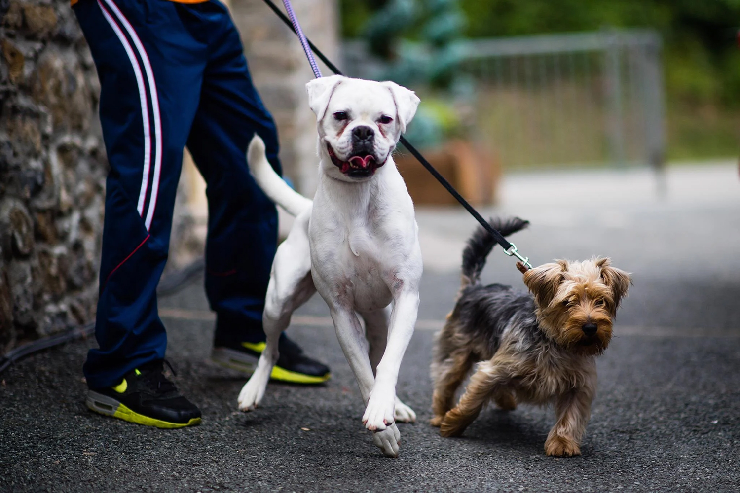Two dogs on a holiday walk
