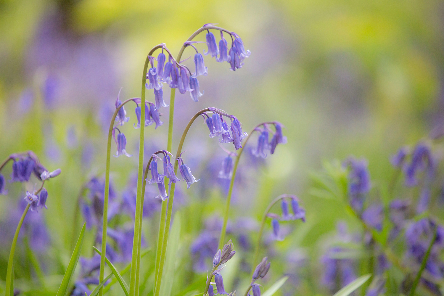 Free activities in Aberystwyth - Penglais Woods (Parc Natur Penglais)
