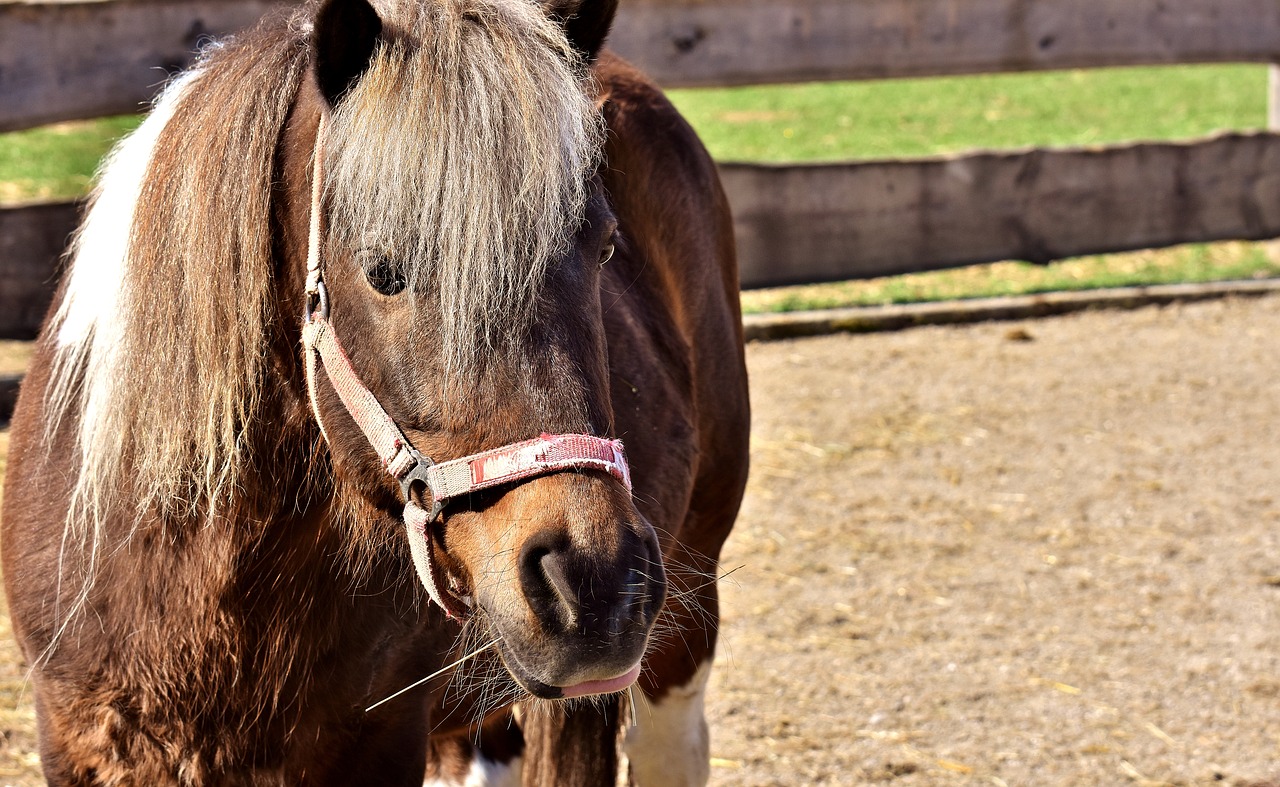 ponies close-up