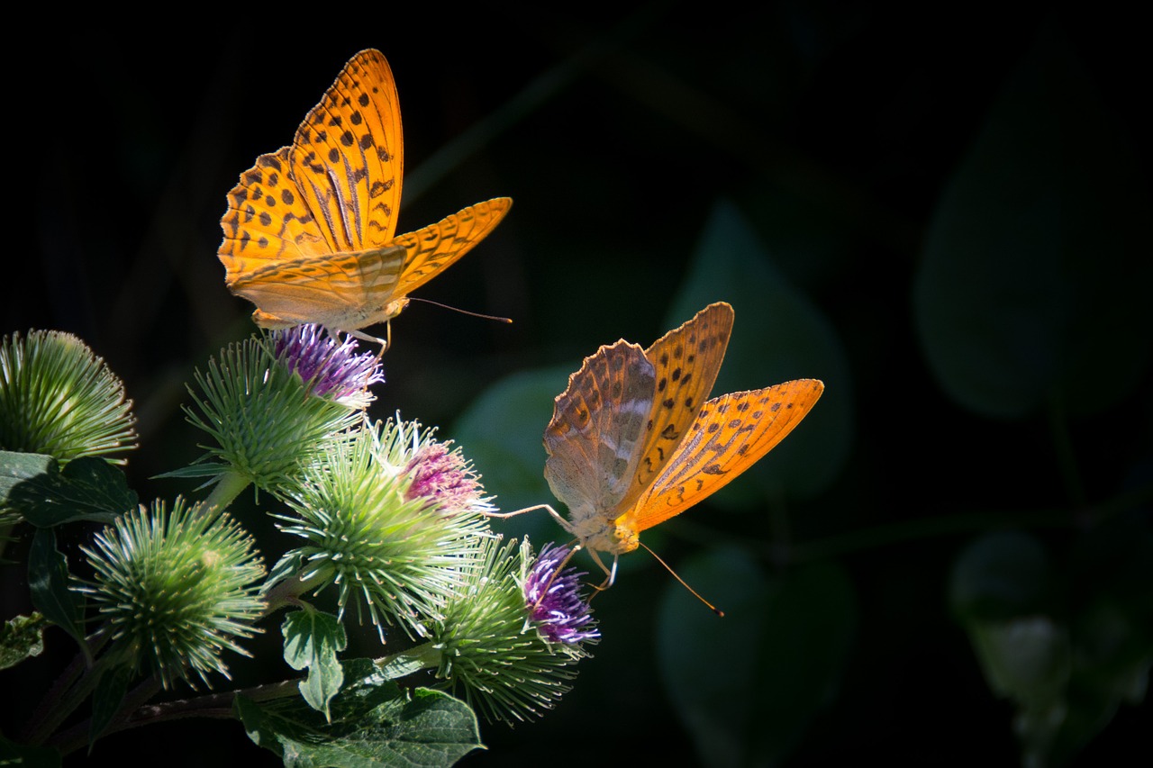 Butterflies sitting on flowers