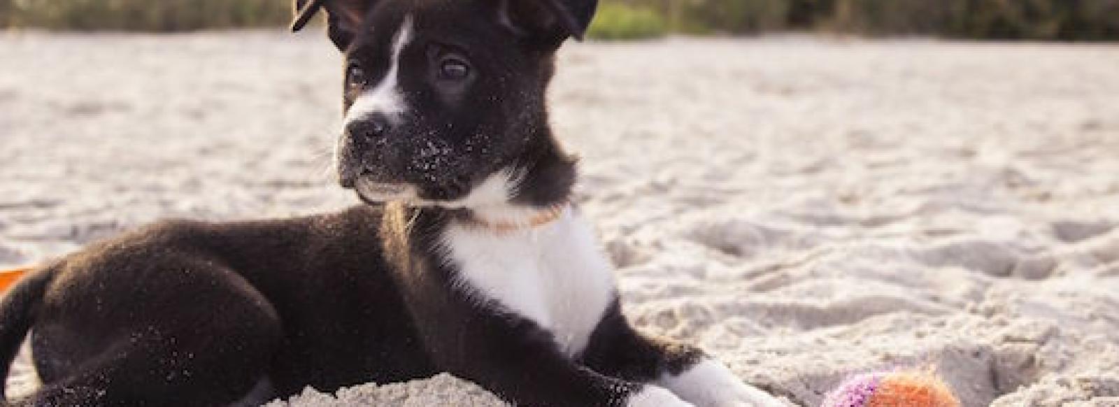 Puppy laying in sand on a beach