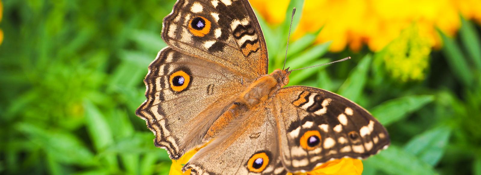 Butterfly house