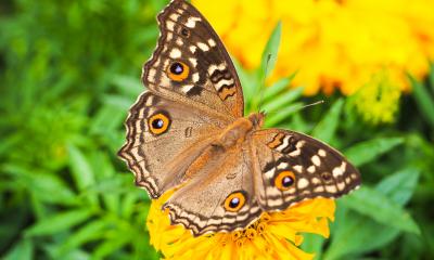 Butterfly house