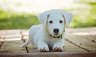 Puppy resting on porch