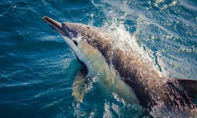 Dolphin