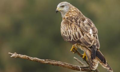 Red Kite